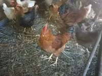 Chickens — Foto 2