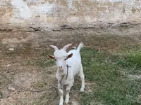 Cabra, Cabras — foto 2