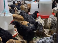 Chickens — புகைப்படம் 5