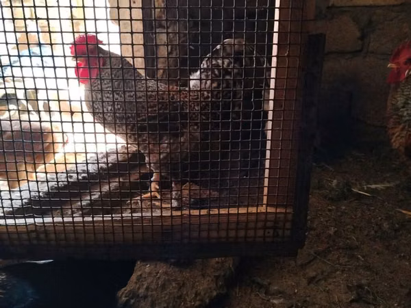 Chickens