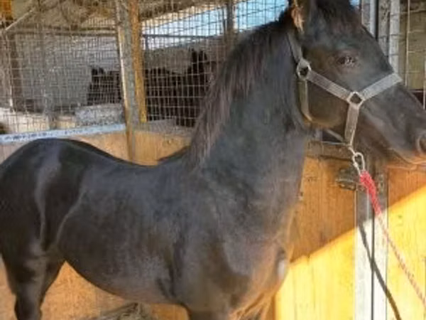 Horse (M), Friesian