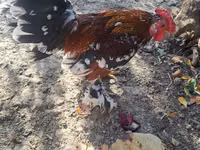 Chickens — الصورة 4