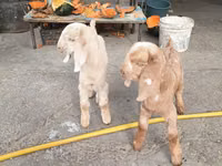 山羊（批次，未指定性别）, Beetal goats — 照片 1