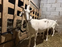 雌ヤギ, Saanen goat — 写真 3