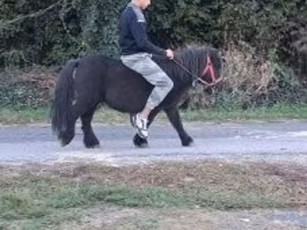 Cavalo, Cavalos
