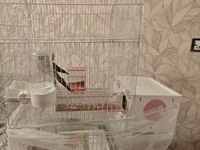 Quş qəfəsi – geniş, möhkəm, aksesuarlarla - Material: ağ rəngli metal — foto 2
