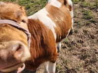 雄牛, Simmental cattle — 写真 4