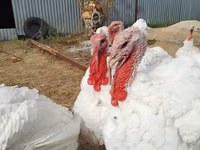 Turkeys — zdjęcie 4
