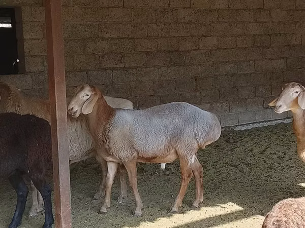 ცხვარი, Arashan sheep