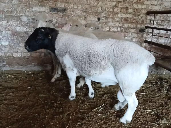 公羊, Dorper sheep