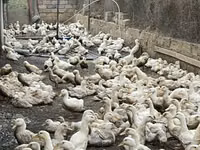 Ducks — ფოტო 2