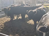 காளை, Swiss cattle — புகைப்படம் 4