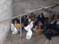 Chickens — 写真 3