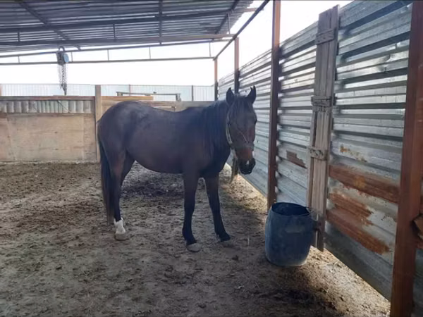 Jument, Horse breed