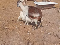 Boucs, Saanen goat — photo 8