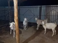 Koza, Saanen goat — zdjęcie 1