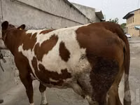 Kuh, Simmental cattle — Foto 1