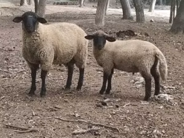 ஆண் ஆடு, White Suffolk sheep