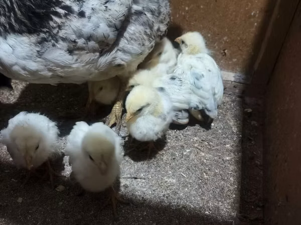 Chickens