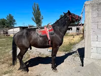 Cheval, Karabair horse — photo 1