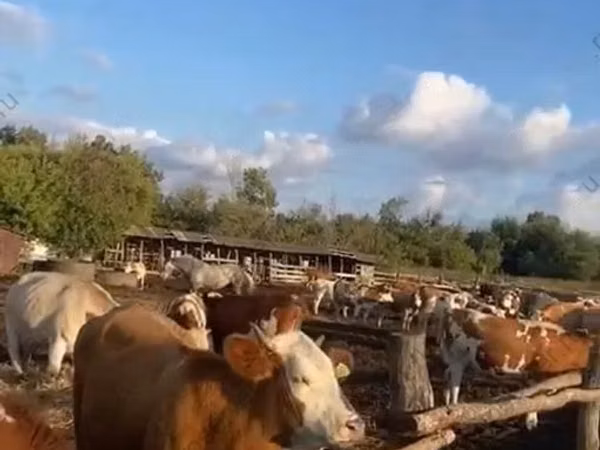 Vaca, Simmental cattle