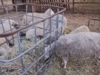 Qoç, Cerry Hill sheep — foto 3