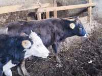 公牛, Russian Black pied cattle — 照片 5