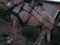 Yegua, Caballos — foto 3