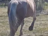 Jument, Chevaux — photo 1