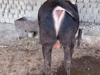 母牛, Holstein breed — 照片 3