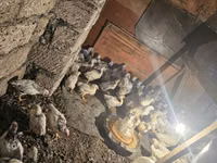Chickens — zdjęcie 2