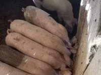 خنزير ذكر, الخنازير — الصورة 5