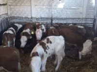Skot (série, pohlaví neuvedeno), Simmental cattle — foto 6