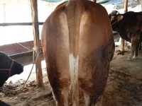 Buğa, Simmental cattle — foto 3