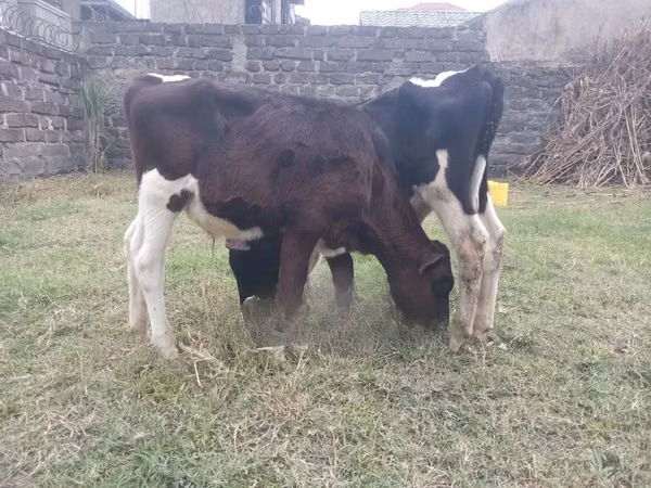Buğa, Russian Black pied cattle