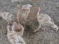 Turkeys — புகைப்படம் 1
