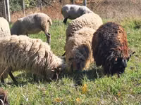 Koç, Racka sheep — foto 3