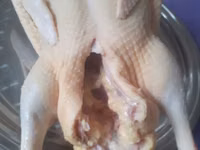 Turkeys — 写真 7