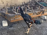 Chickens — foto 2