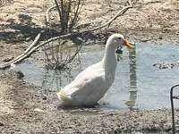Ducks — zdjęcie 2