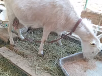 Chèvre, Saanen goat — photo 2