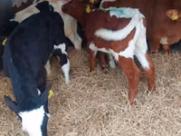 Býk, Simmental cattle — foto 1