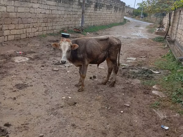 Taureau, Bovins
