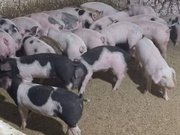 Porcs (lot, sexe non indiqué), Porcs