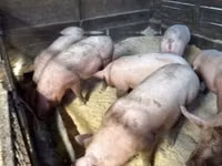 Sow, Pigs — photo 1