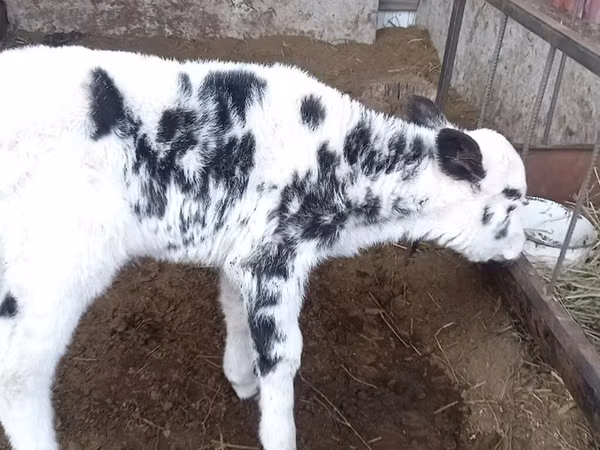 İnek, Holstein ırkı
