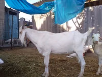 Kozel, Saanen goat — foto 7