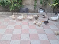 Ducks — foto 6