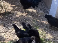 Ayam Cemani — photo 8