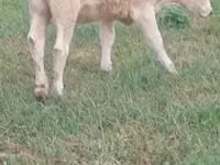 Kuh, Charolais cattle — Foto 1